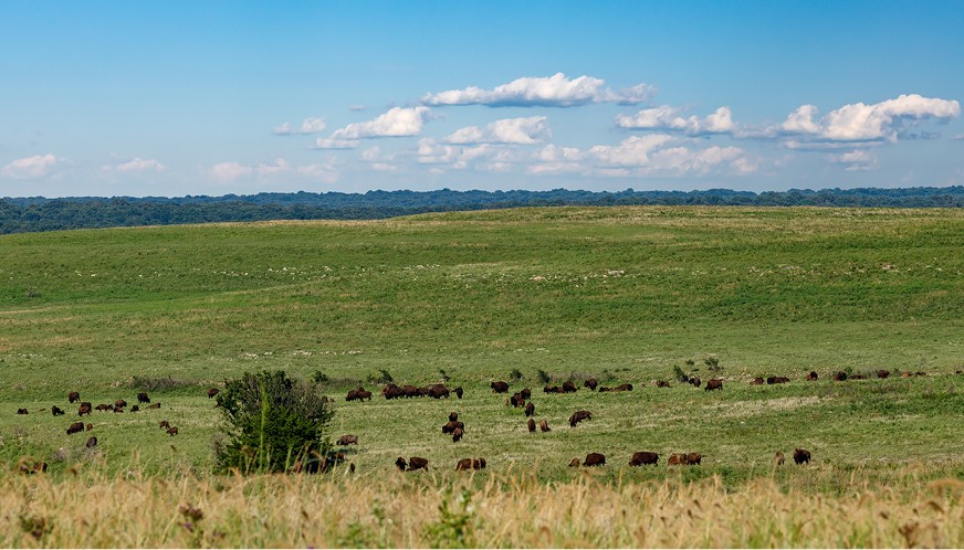 American bisons in the Great Plains